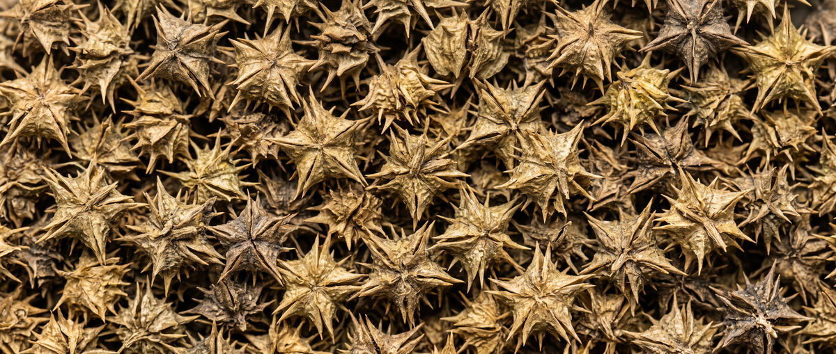 Tribulus Extract