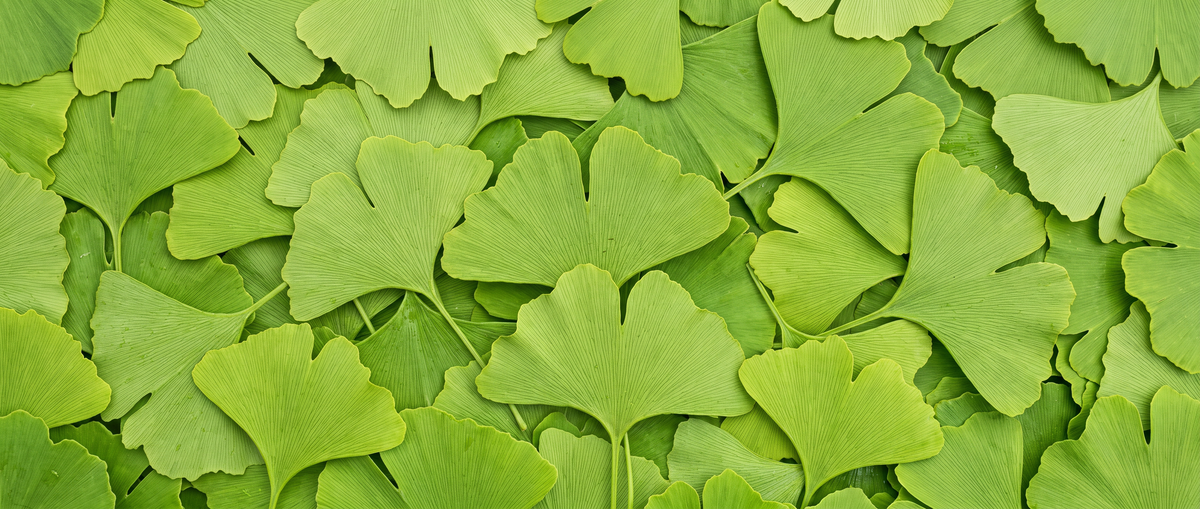 Ginkgo Biloba