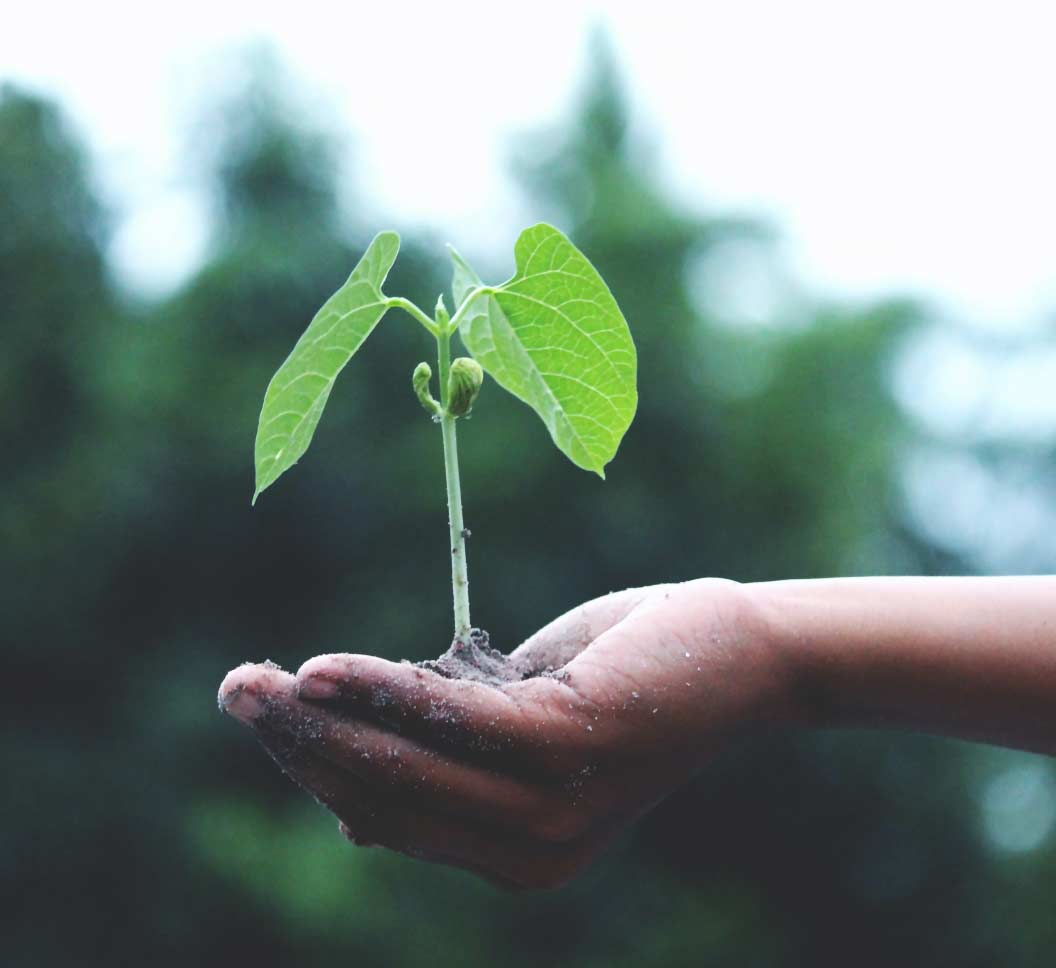 Small sprouting plant in someone's hand